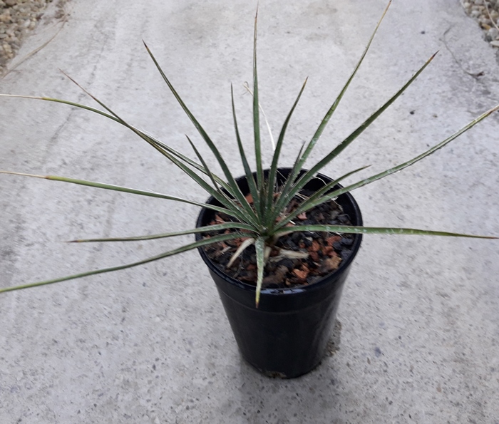 Yucca arkansana x karlsruhensis 30cm  - BIO