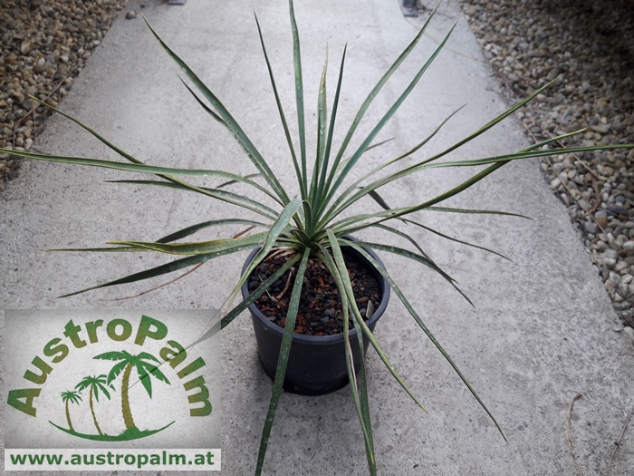 Yucca recurvifolia x karlsruhensis 30/40cm - BIO
