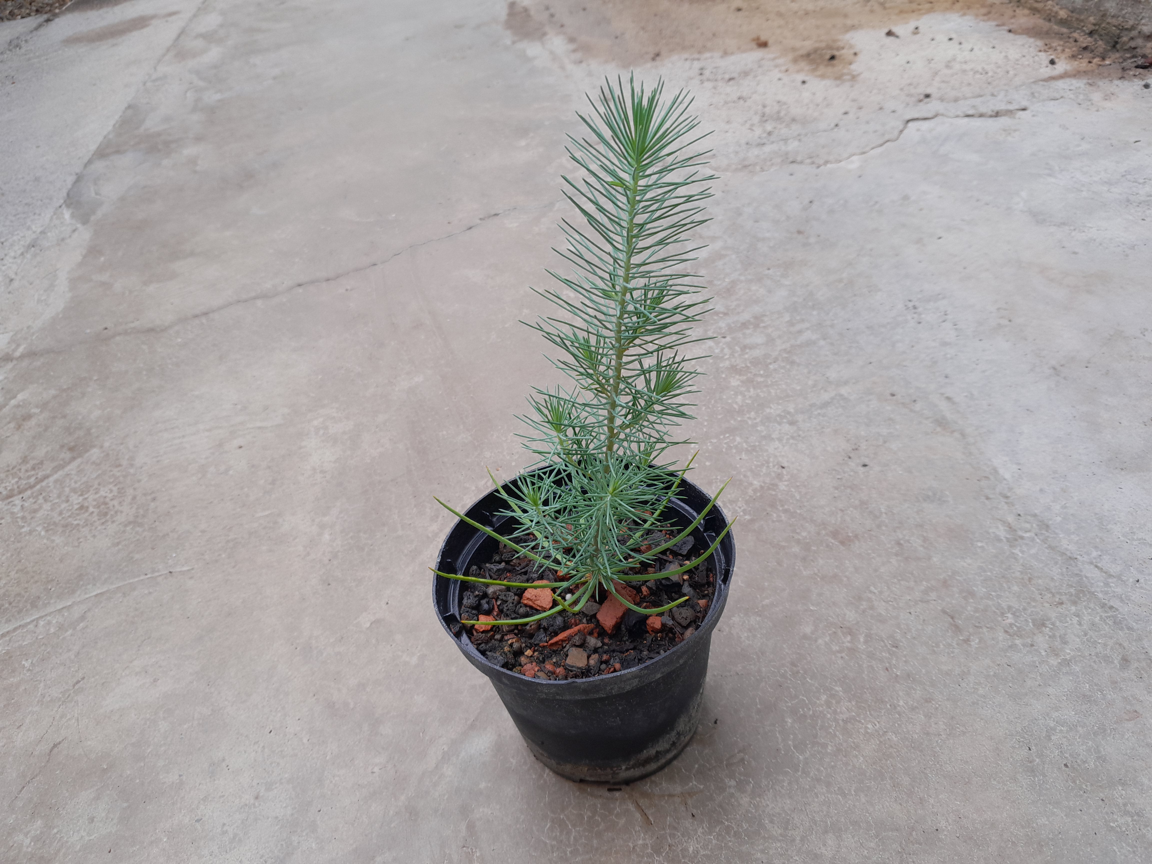Pinus pinea - Mittelmeerpinie 20cm