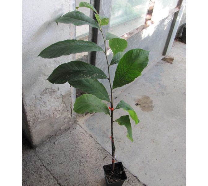 Asimina triloba Indianerbanane "Mango" veredelt 60cm
