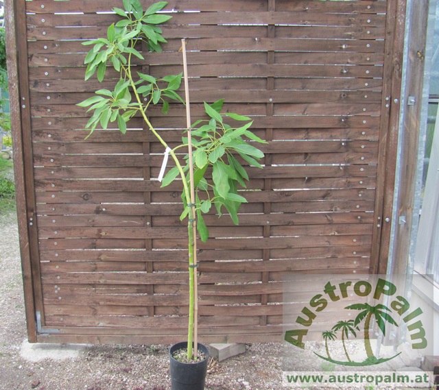 Persea americana veredelt - Avocadobaum 160cm