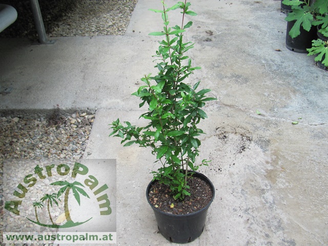 Punica granatum - Granatapfelbaum 60cm - BIO