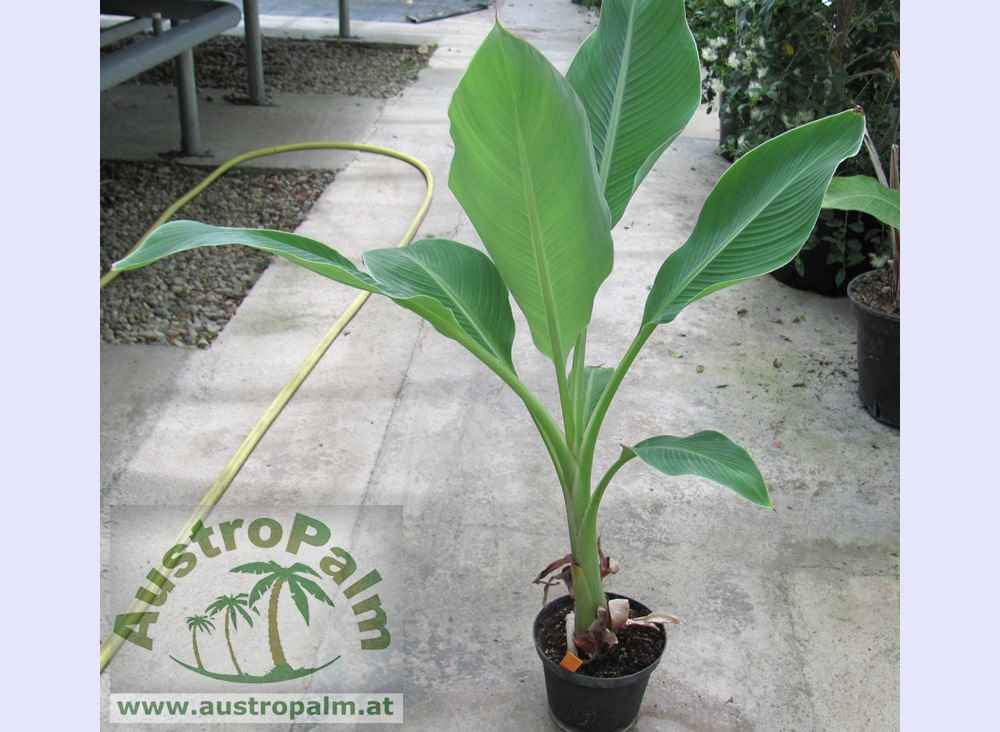 Musella lasiocarpa Golden Lotus Banane Stamm 20cm, Gesamt 70cm