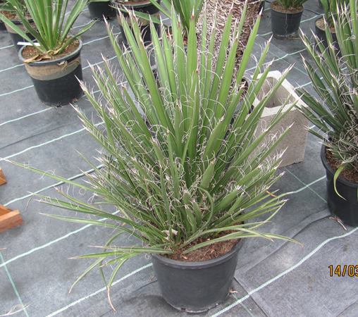 Yucca filifera 80/100cm