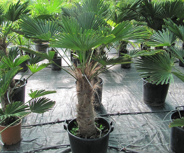 Trachycarpus wagnerianus - Wagners Hanfpalme 150cm Stamm 40/50cm