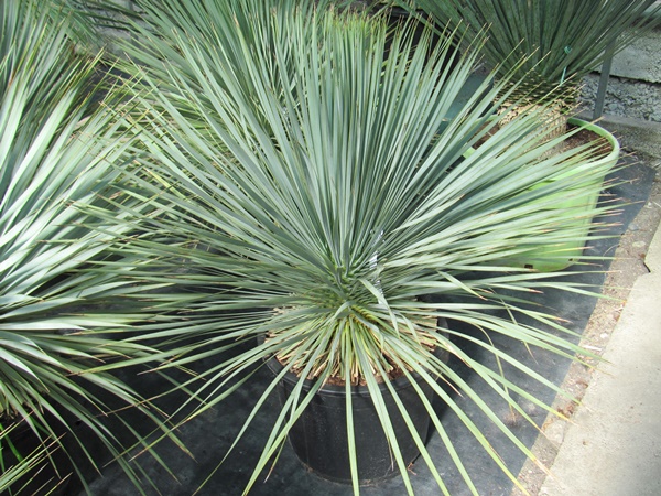 Yucca rostrata 90cm