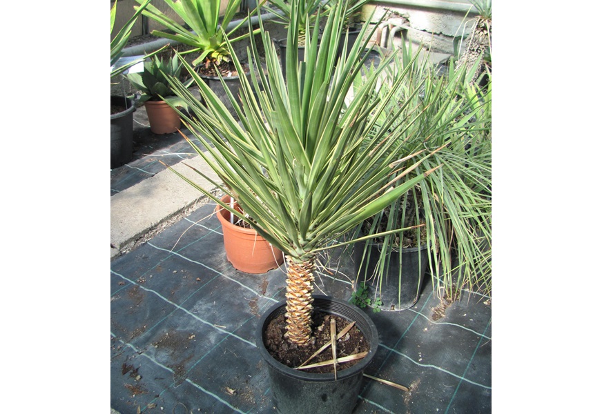 Yucca aloifolia variegata 100cm, Stamm 30cm