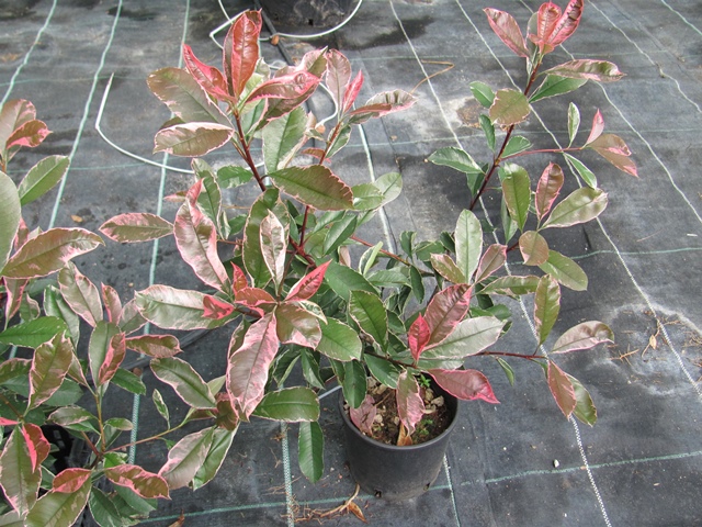 Photinia fraseri variegata - Glanzmispel 70cm