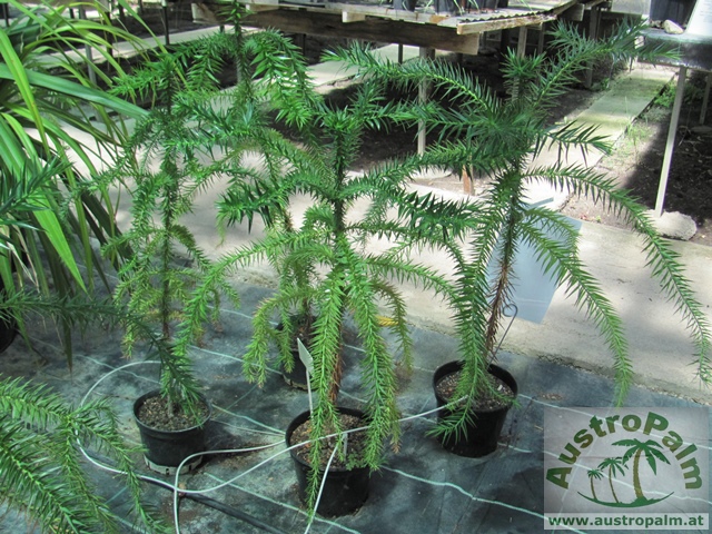 Araucaria angustifolia - Brasilianische Araukarie 160/180cm-BIO