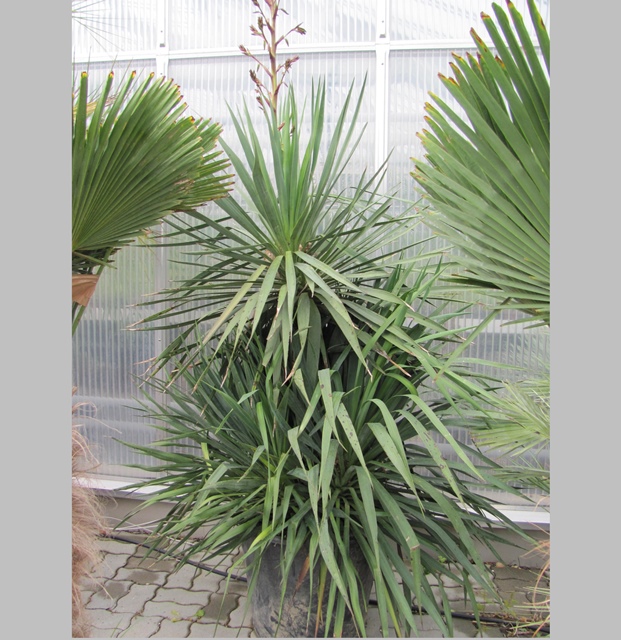 Yucca gloriosa 150cm