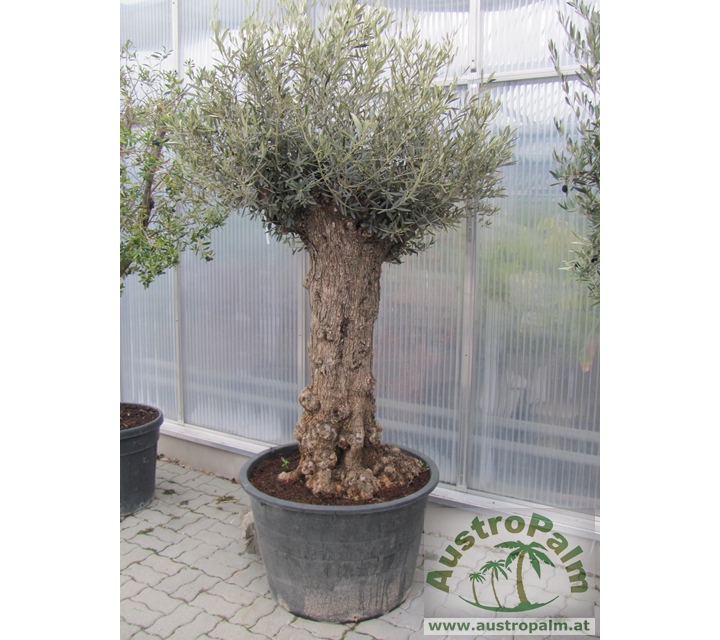 Olea europae - Olivenbaum 260-290cm - dicker Stamm