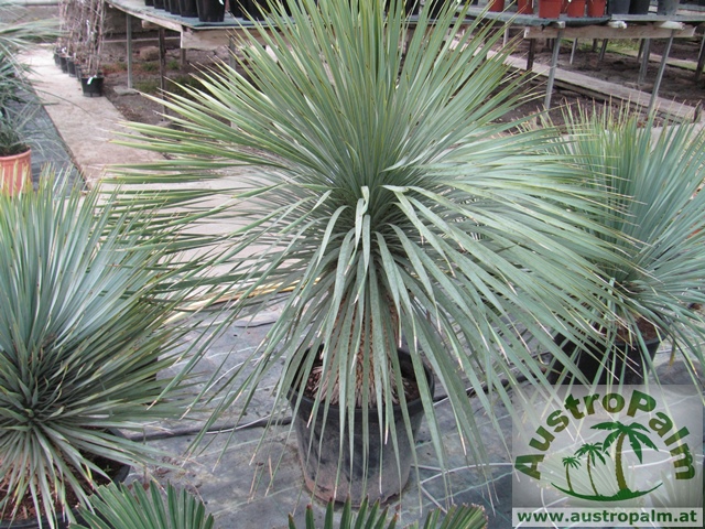Yucca rostrata 130/140cm (Stamm 30cm)
