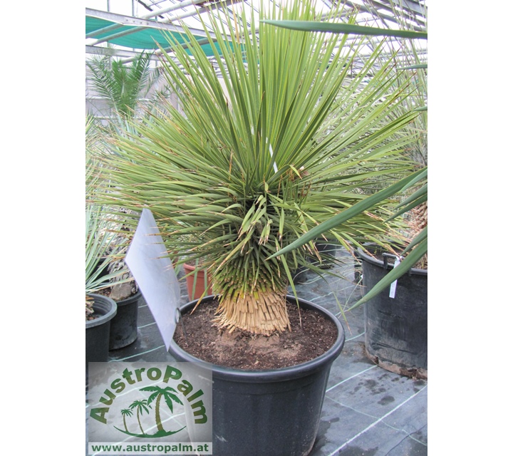Yucca thompsoniana 130cm, Stamm 30cm