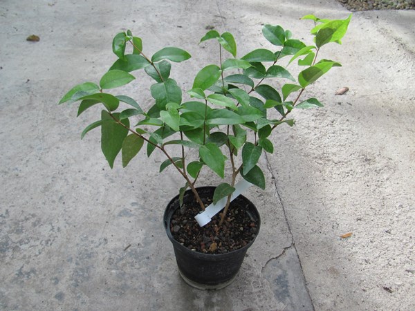 Eugenia uniflora - Surinamkirsche 20/30cm - BIO