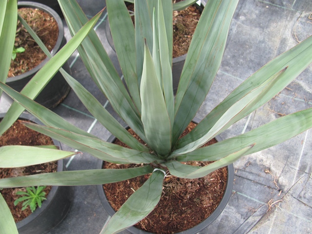 Yucca madrensis 100/11cm