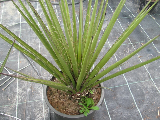 Yucca schidigera 90/100cm