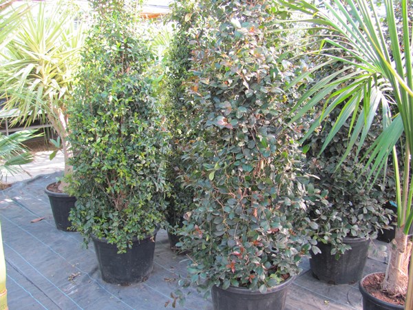 Eugenia myrtifolia - Kirschmyrte 210cm
