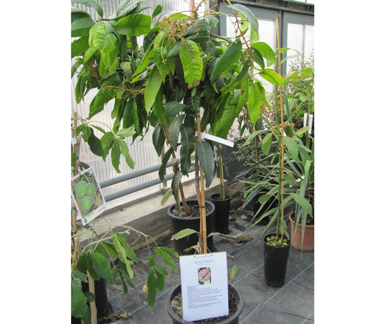 Mangifera indica - Mangobaum 180/200cm