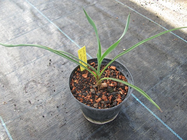 Yucca karlsruhensis x Yucca arkansana 15/20cm -BIO