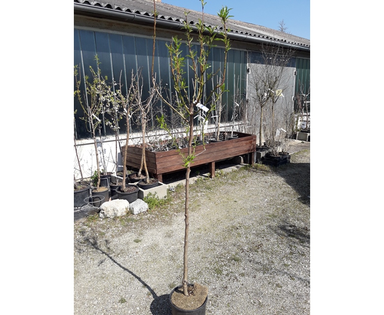 Prunus dulcis "Genco" - Mandelbaum 180/200cm