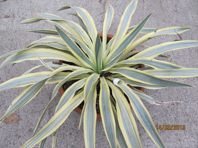 Yucca gloriosa Bright Star dm 40cm