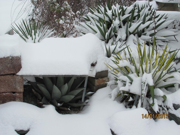 Yuccas und Agaven im Winter