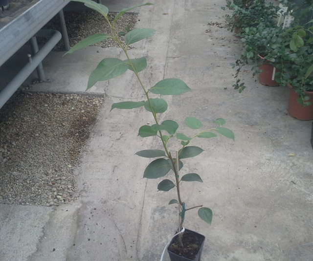 Diospyros kaki "Steiermark" - Kakibaum 100/110cm