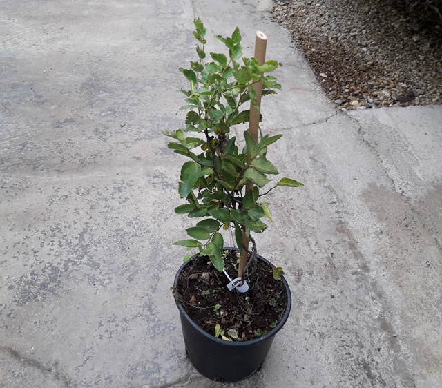 Ziziphus jujuba Chinesische Dattel 70cm