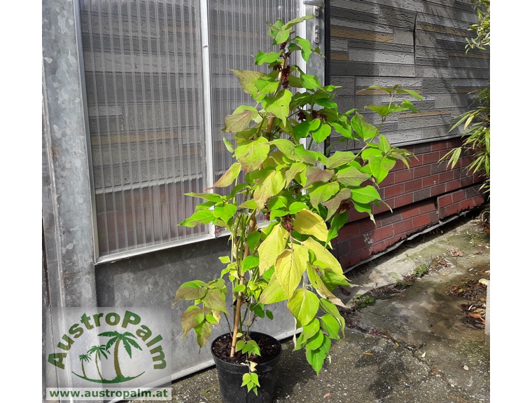 Leycesteria formosa - Karamellbeere 110/120cm - BIO