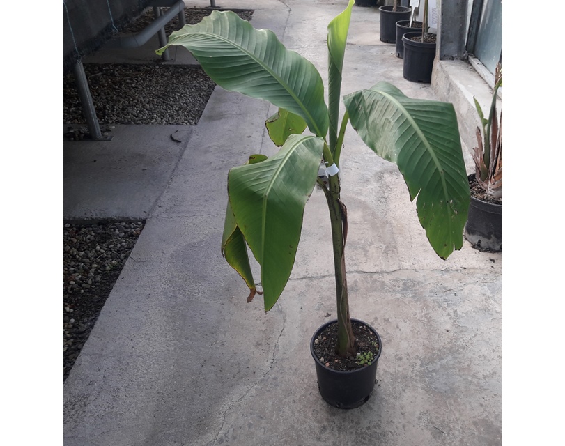 Musa basjoo 40/50cm