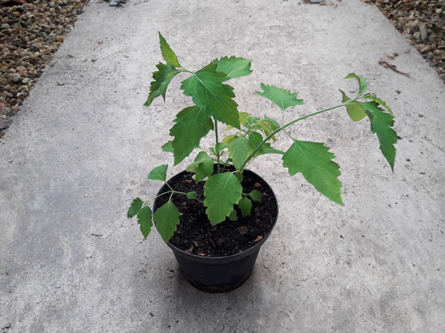 Leycesteria formosa - Karamellbeere 30cm - BIO