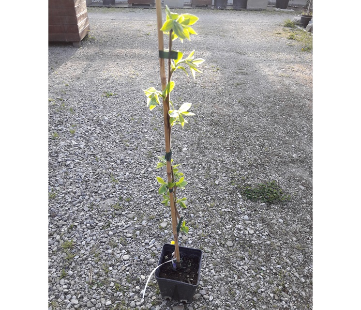 Diospyros kaki "Sheng" 70cm