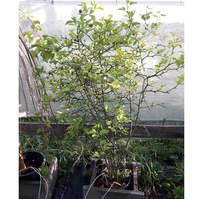 Poncirus trifoliata - Winterharte Zitrone 130/140cm