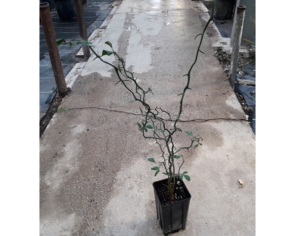 Poncirus trifoliata "Flying Dragon"100/120cm