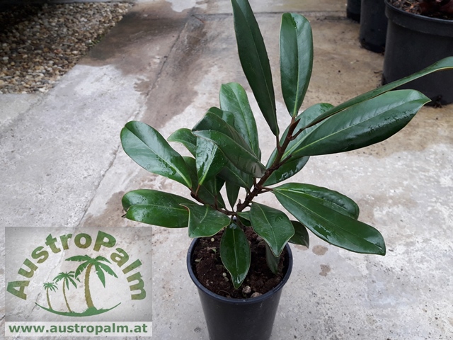 Magnolia grandiflora "Gallisoniensis" 40/50cm