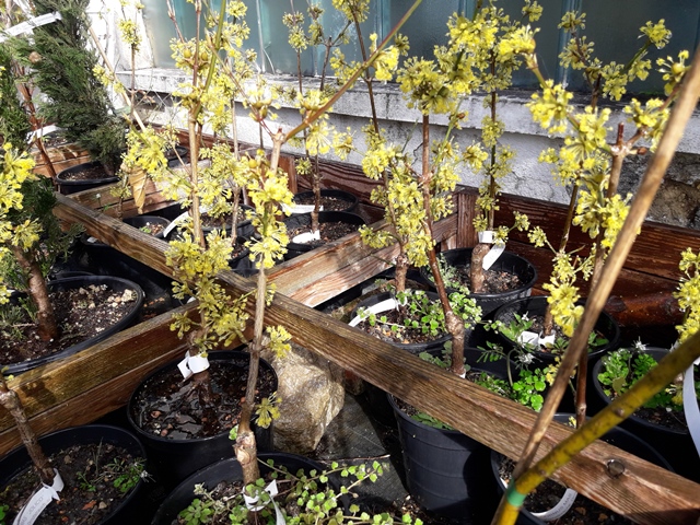 Cornus mas Jolico - Fruchtdirndl 80/90cm