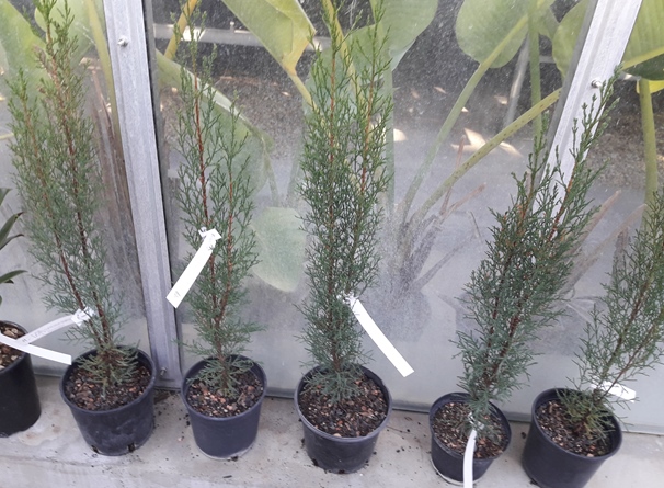 Cupressus sempervirens Mittelmeerzypresse 60cm - BIO