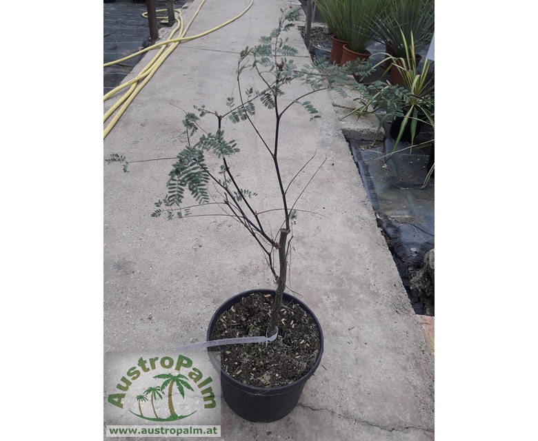 Caesalpinia gilliesii - Paradiesvogelbusch 50/60cm