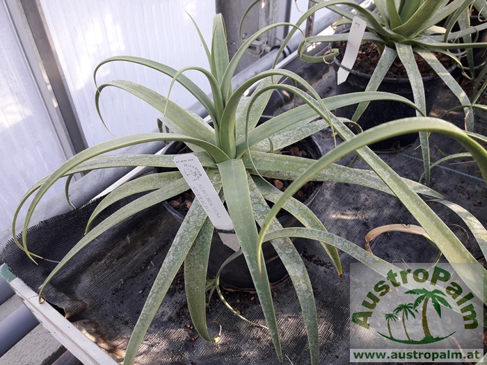 Agave bracteosa Spider Agave dm20/30cm - BIO