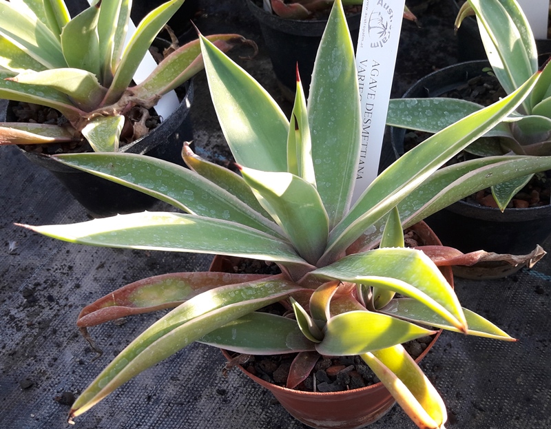 Agave desmettiana variegata dm 10/20cm - BIO