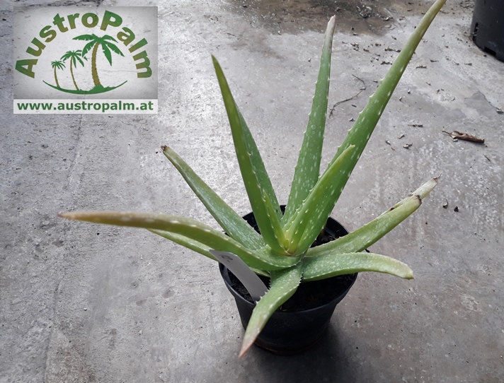 Aloe vera dm 10cm - BIO