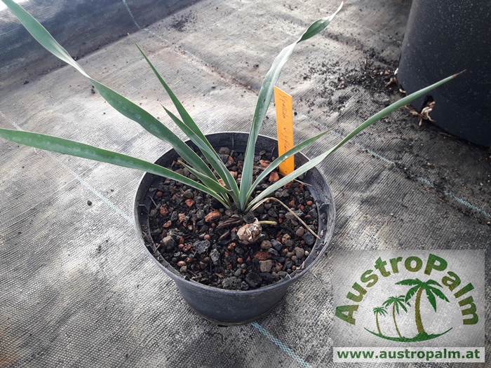Yucca pallida x filamentosa 20cm - BIO
