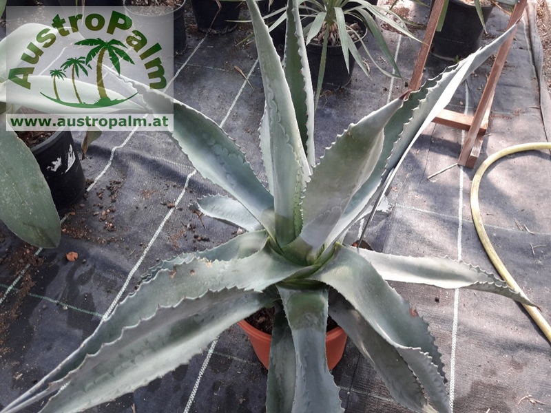 Agave chrysantha 50cm dm