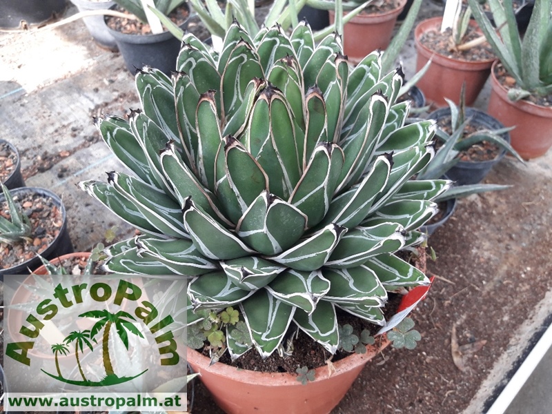 Agave victoriae reginae 15/20cm dm