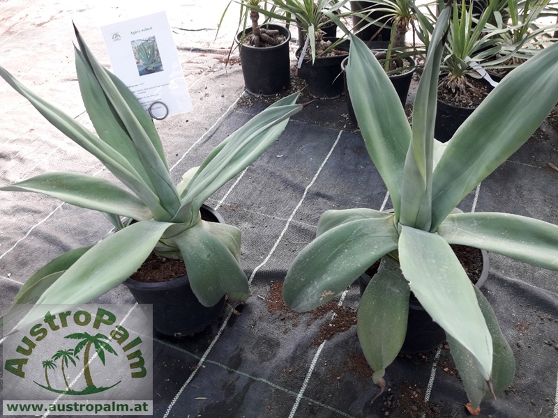 Agave weberi 50/60cm dm