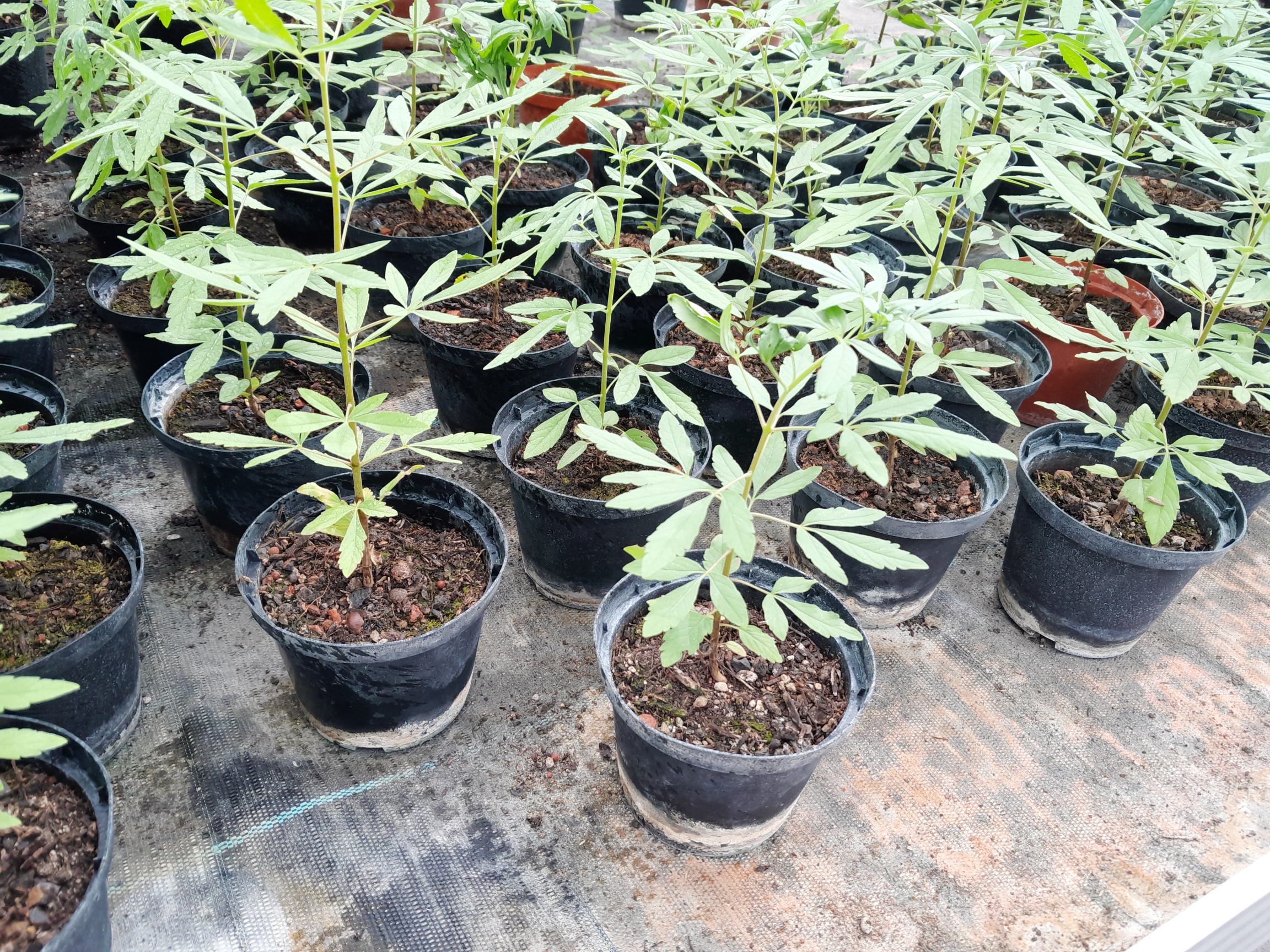 Vitex agnus castus - Mönchspfeffer 30cm