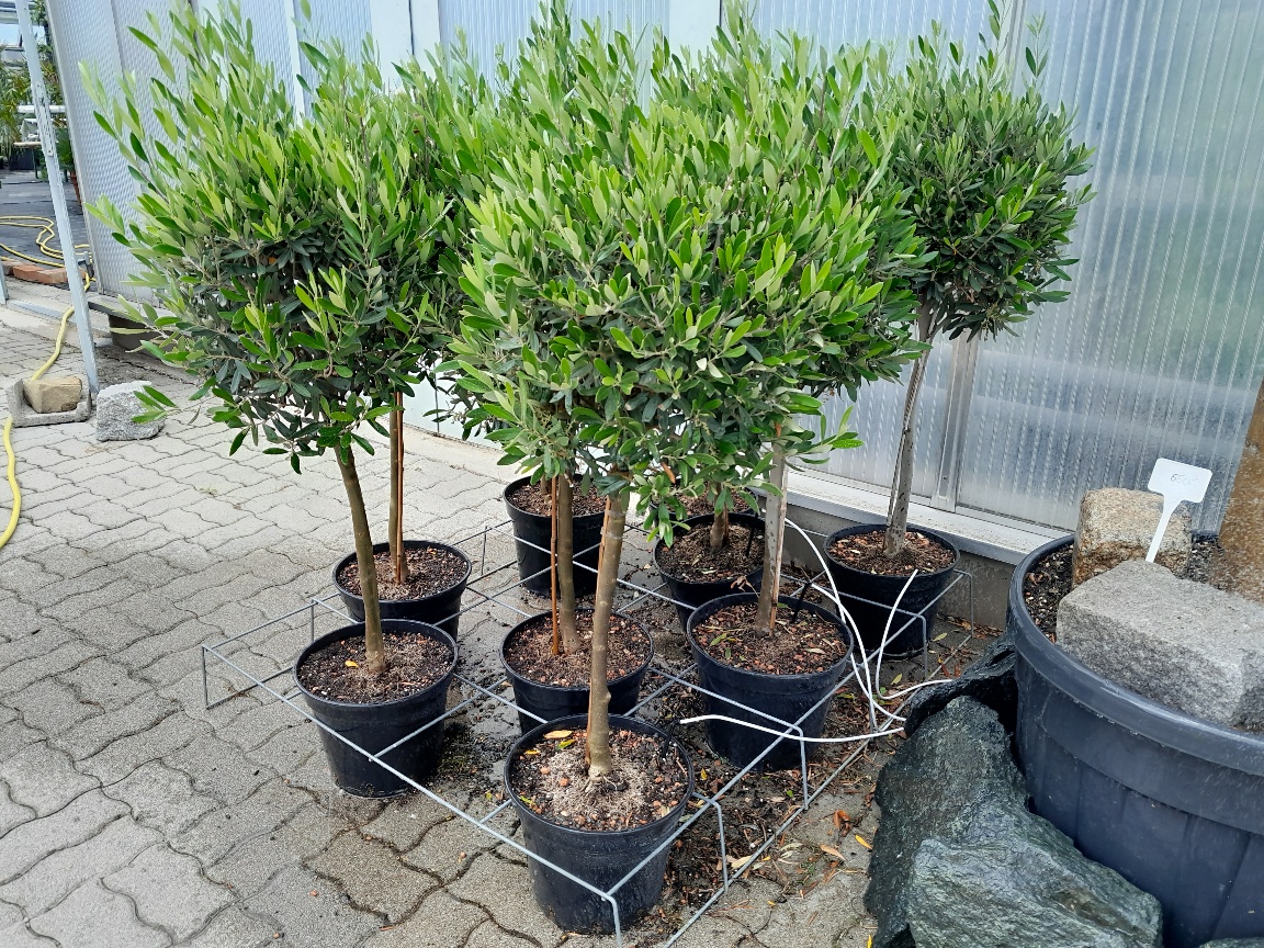 Olea europae - Olivenbaum 120cm Stamm 60cm