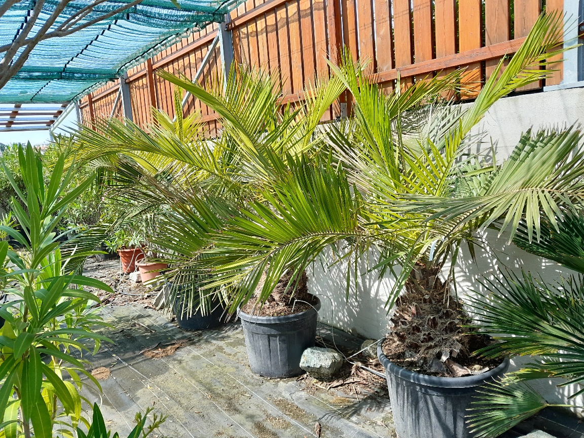 Jubaea chilensis / Honigpalme 200cm