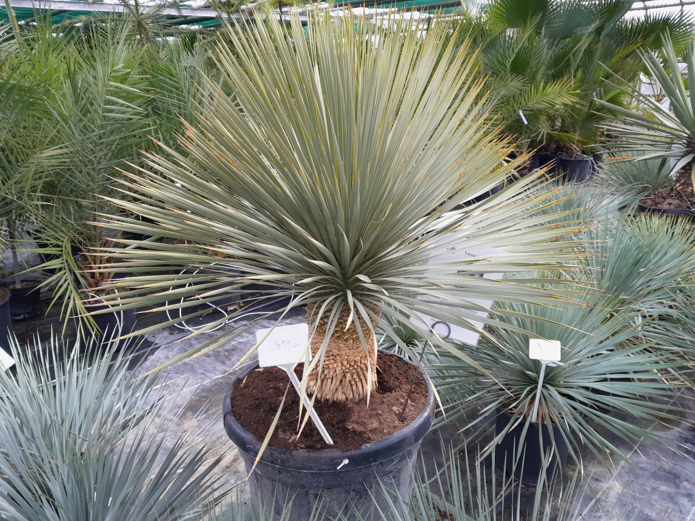 Yucca rostrata 120cm (Stamm 25cm)