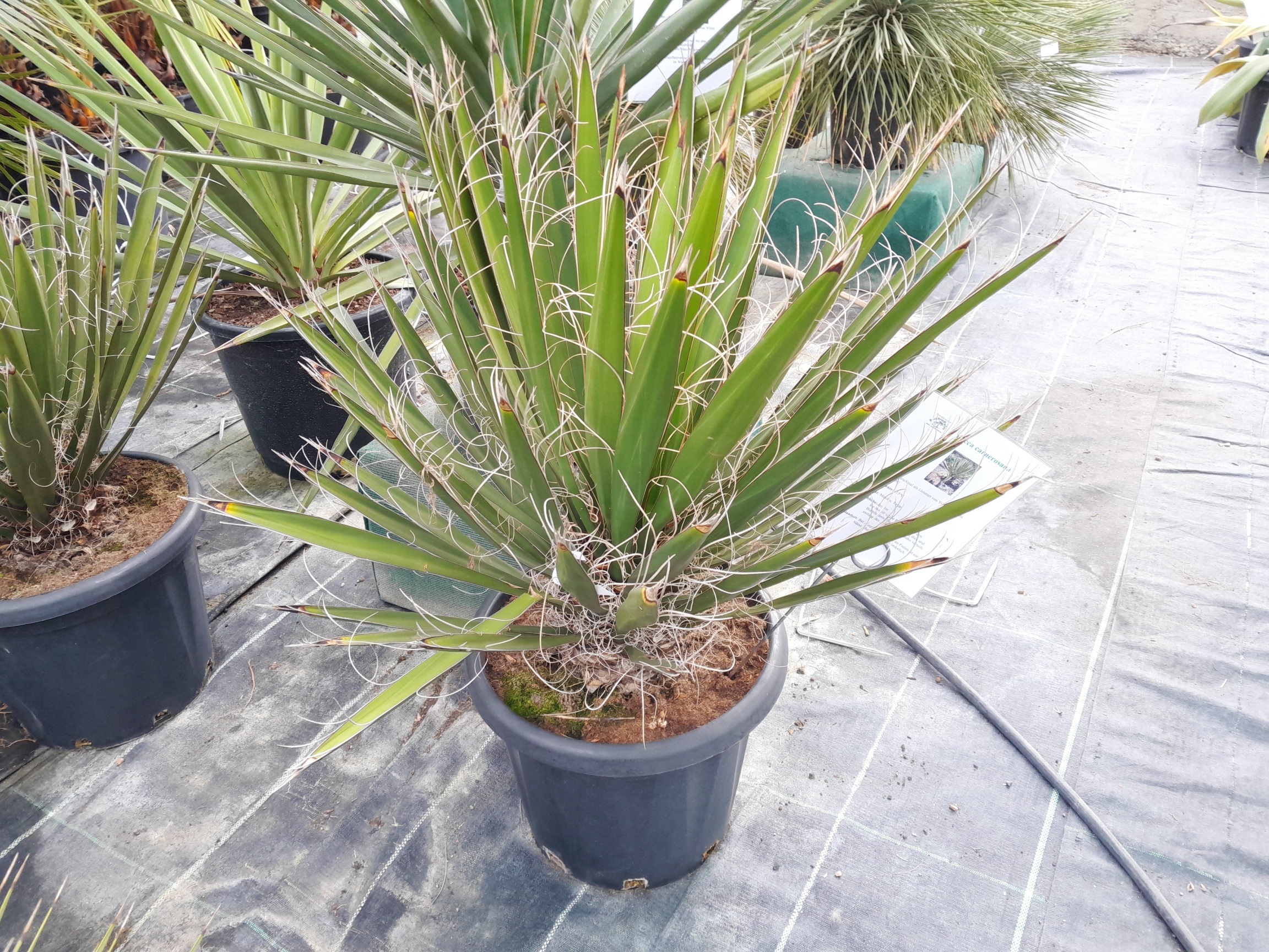 Yucca carnerosana 90cm